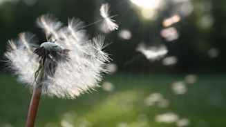 Fragranze fresche e confortanti, che profumano di biancheria stesa al sole