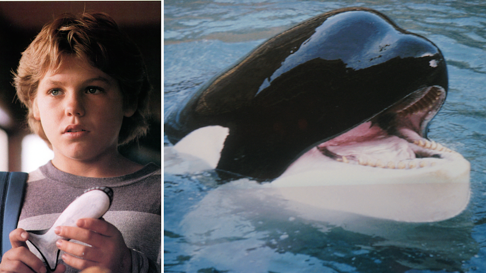 Dal film Free Willy, un amico da salvare, 1993; L-orca protagonista del film in un-immagine del 1999