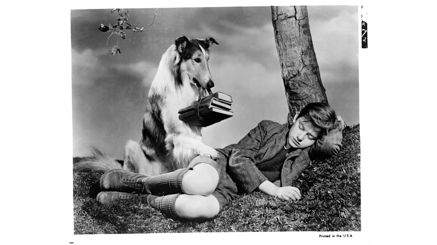 Lassie cerca di svegliare Roddy McDowall, il suo padroncino, nella scena del film Torna a casa Lassie, del 1943